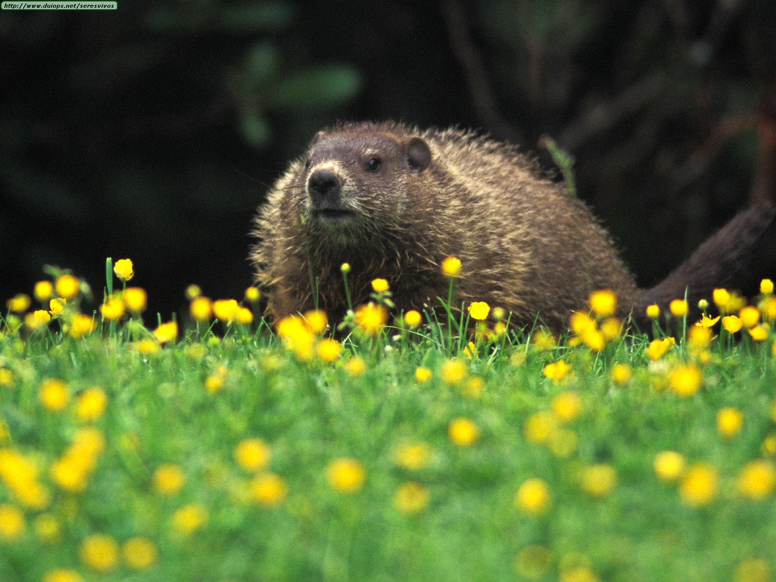 Rodents Photos